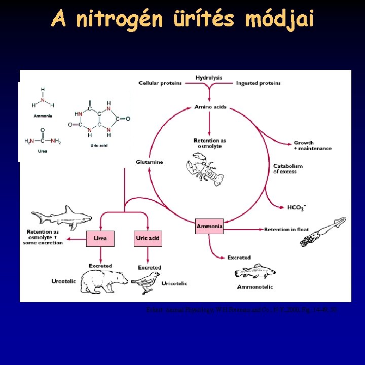 A nitrogén ürítés módjai Eckert: Animal Physiology, W. H. Freeman and Co. , N.