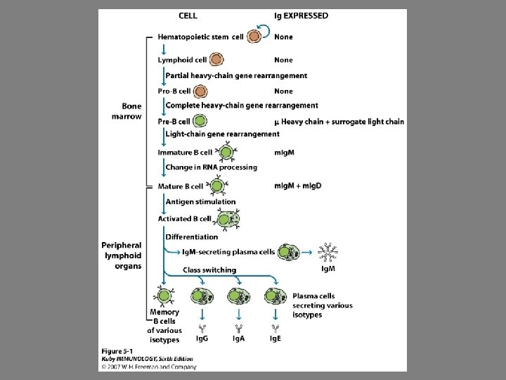 Chapter 6 Organization and Expression of Immunoglobulin Genes