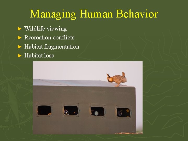 Managing Human Behavior Wildlife viewing ► Recreation conflicts ► Habitat fragmentation ► Habitat loss