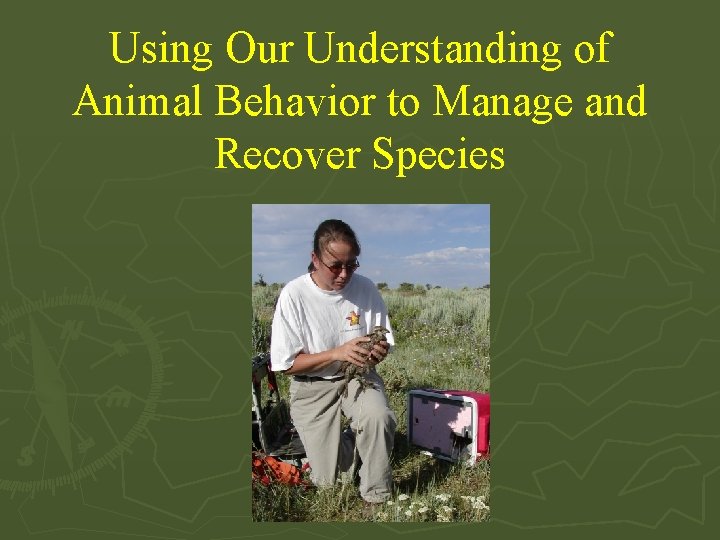 Using Our Understanding of Animal Behavior to Manage and Recover Species 