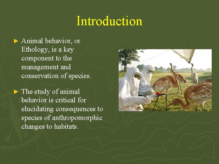 Introduction ► Animal behavior, or Ethology, is a key component to the management and