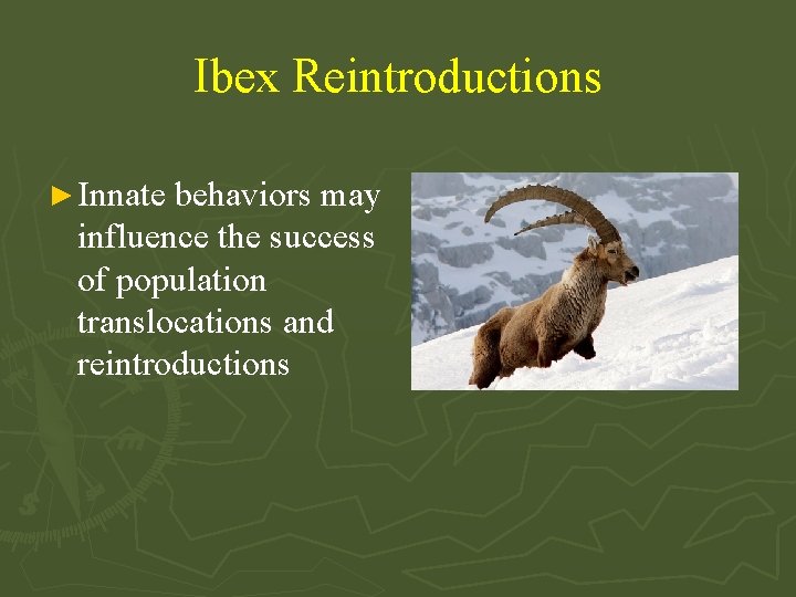 Ibex Reintroductions ► Innate behaviors may influence the success of population translocations and reintroductions