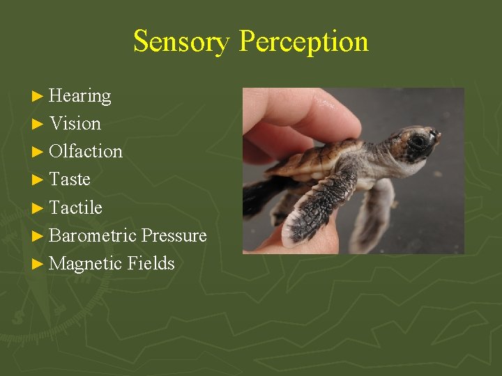 Sensory Perception ► Hearing ► Vision ► Olfaction ► Taste ► Tactile ► Barometric