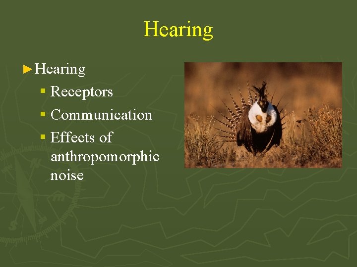 Hearing ► Hearing § Receptors § Communication § Effects of anthropomorphic noise 