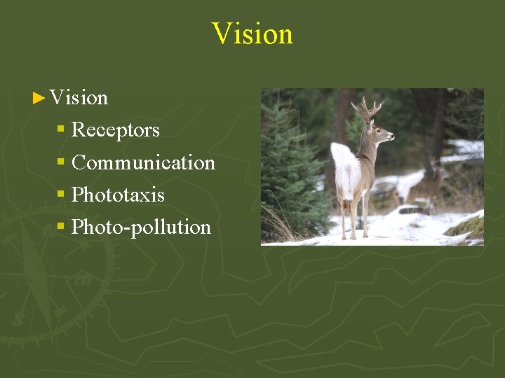 Vision ► Vision § Receptors § Communication § Phototaxis § Photo-pollution 