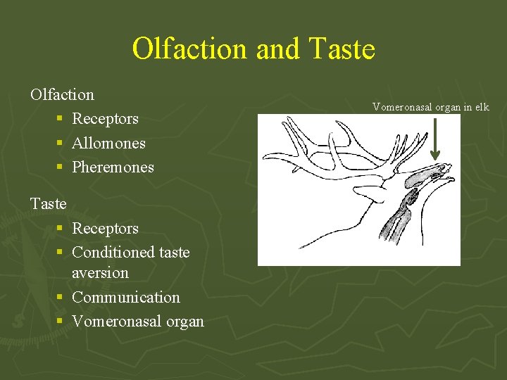 Olfaction and Taste Olfaction § Receptors § Allomones § Pheremones Taste § Receptors §