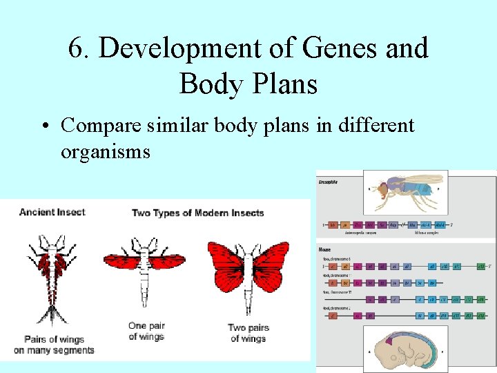 6. Development of Genes and Body Plans • Compare similar body plans in different