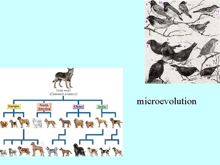 microevolution 