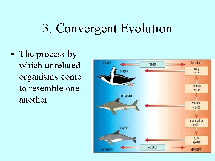 3. Convergent Evolution • The process by which unrelated organisms come to resemble one