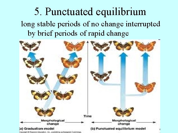 5. Punctuated equilibrium long stable periods of no change interrupted by brief periods of