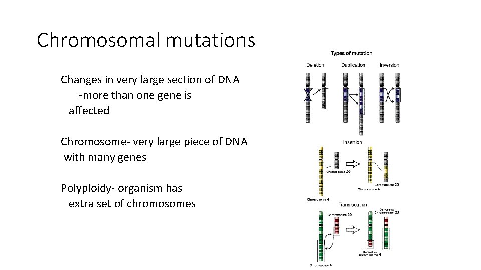 Chromosomal mutations Changes in very large section of DNA -more than one gene is