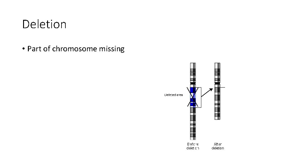 Deletion • Part of chromosome missing 