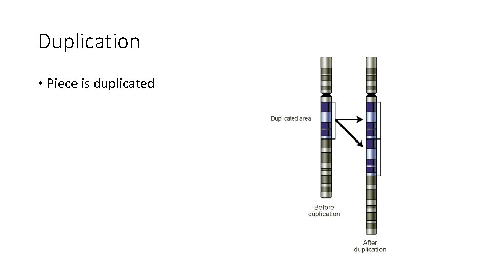 Duplication • Piece is duplicated 