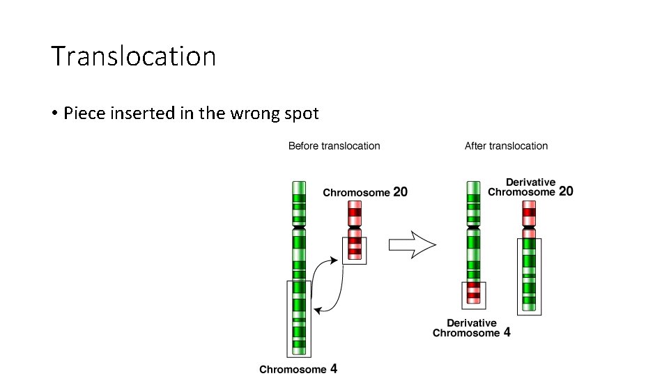Translocation • Piece inserted in the wrong spot 