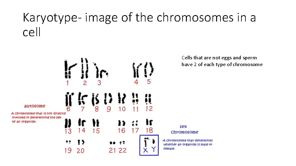 Karyotype- image of the chromosomes in a cell Cells that are not eggs and
