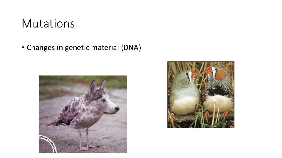 Mutations • Changes in genetic material (DNA) 