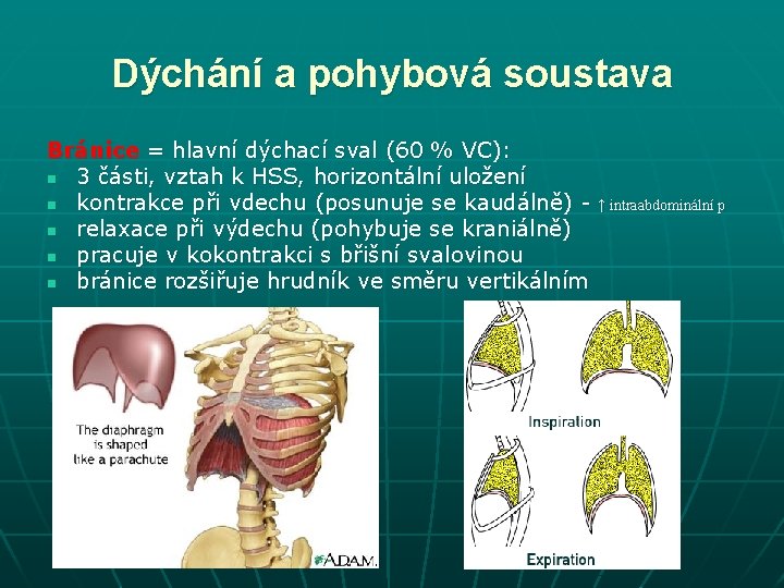 Dýchání a pohybová soustava Bránice = hlavní dýchací sval (60 % VC): n 3