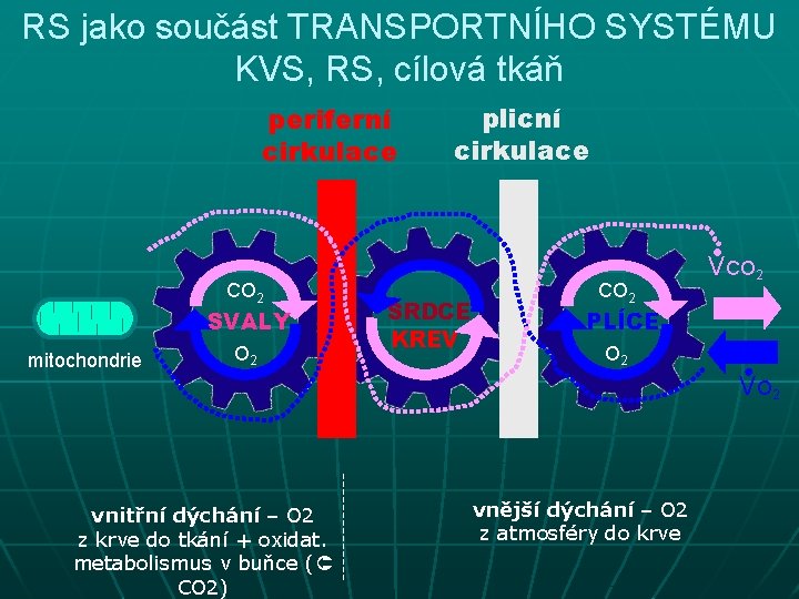 RS jako součást TRANSPORTNÍHO SYSTÉMU KVS, RS, cílová tkáň periferní cirkulace CO 2 SVALY