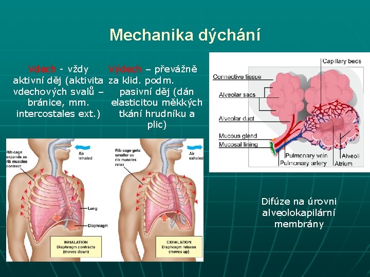 Mechanika dýchání Vdech - vždy Výdech – převážně aktivní děj (aktivita za klid. podm.