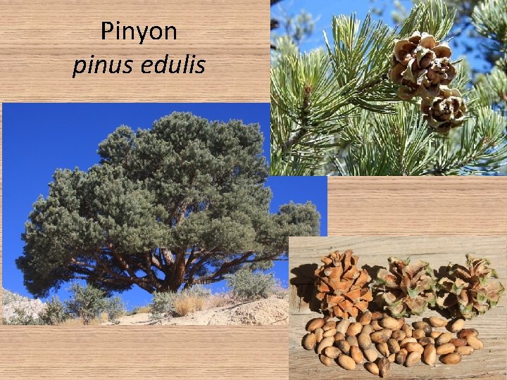 Pinyon pinus edulis • Fascicles of 2, needles are 1 -2” long • Can