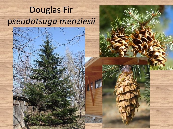 Douglas Fir pseudotsuga menziesii • Tree is Pyramidal in shape • Cones have 3
