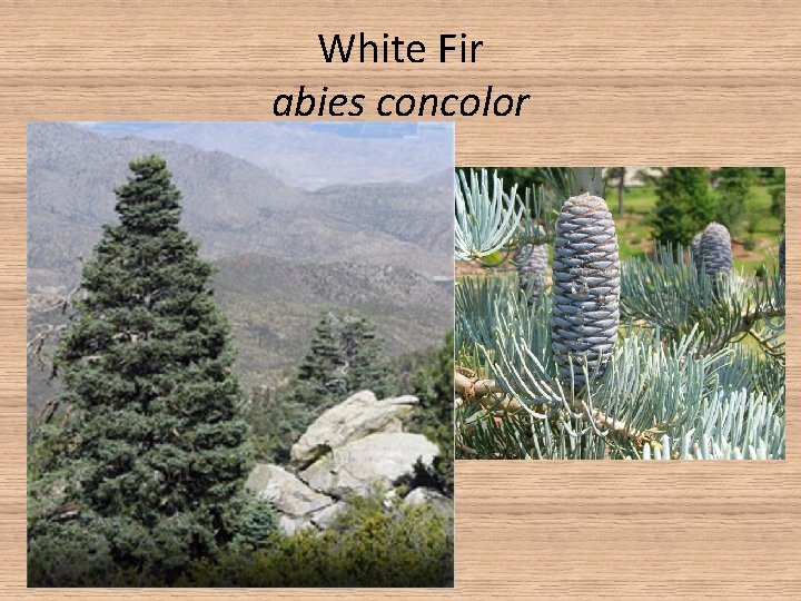 White Fir abies concolor • Grows in areas where precipitation exceed 20 in. •