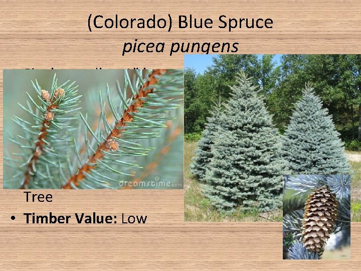 (Colorado) Blue Spruce picea pungens Single needles, 1” long 4 Angled Needles Blue Gray