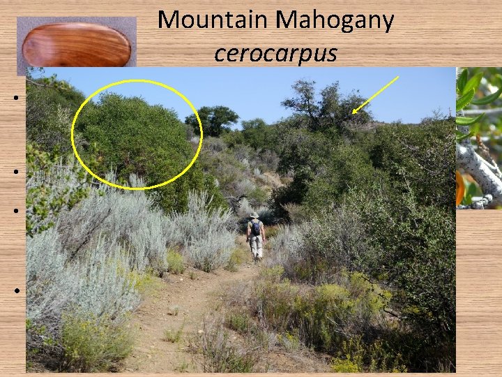 Mountain Mahogany cerocarpus • Mountain mahogany is found in the dry regions of the