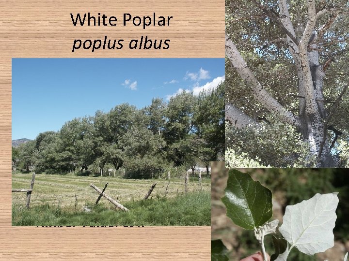 White Poplar poplus albus • Albus = white, think Albus Dumbledore’s White Beard •