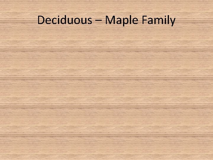 Deciduous – Maple Family 
