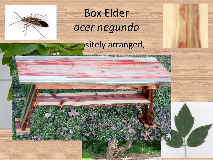 Box Elder acer negundo • Leaves are oppositely arranged, three to seven leaflets •