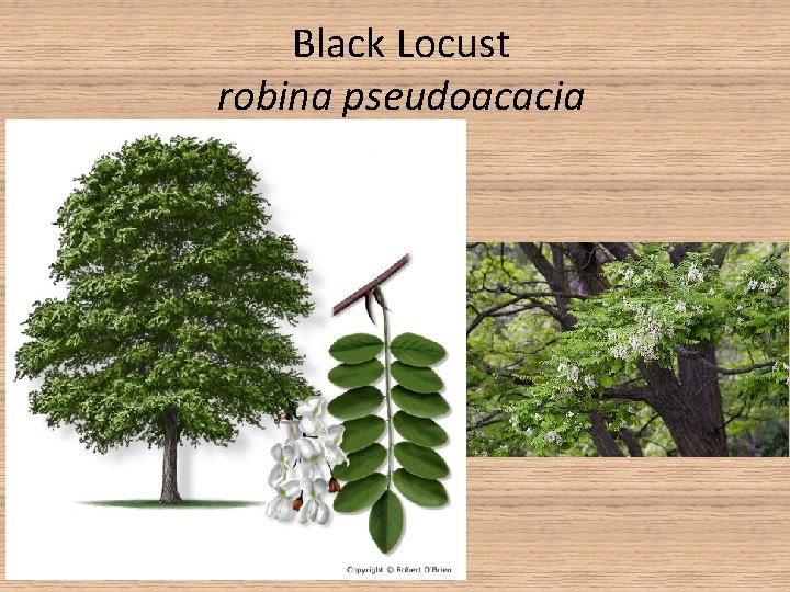 Black Locust robina pseudoacacia • Alternate leaves, pinnately compound • Planted by pioneers, not