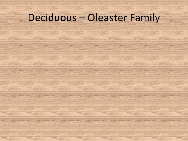 Deciduous – Oleaster Family 