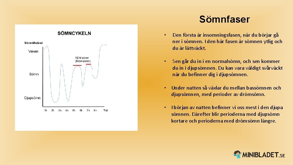 Sömnfaser • Den första är insomningsfasen, när du börjar gå ner i sömnen. I