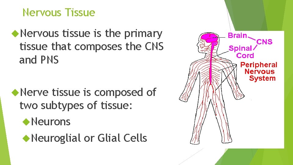 Nervous Tissue Nervous tissue is the primary tissue that composes the CNS and PNS
