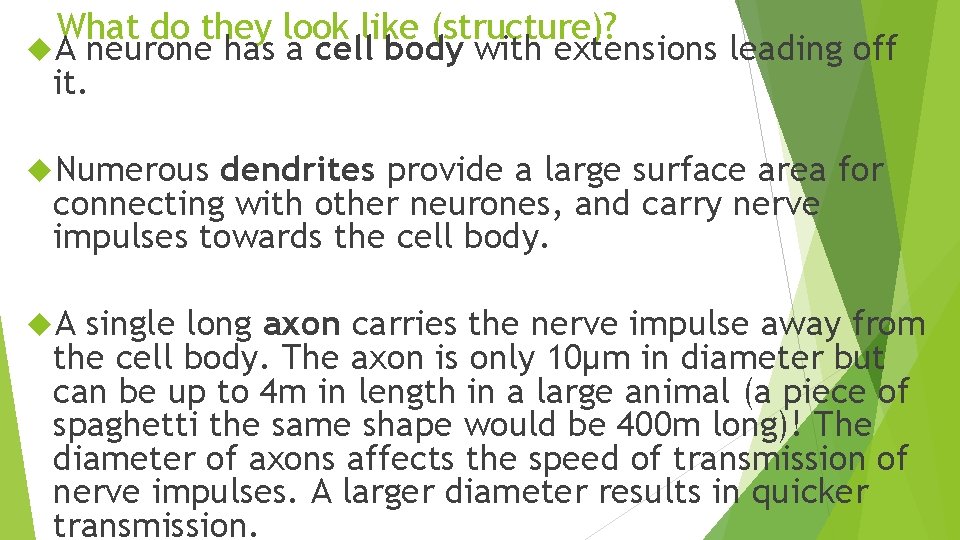 What do they look like (structure)? A neurone has a cell body with extensions