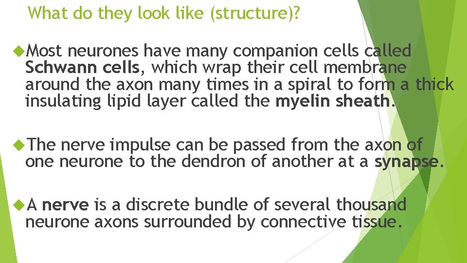 What do they look like (structure)? Most neurones have many companion cells called Schwann