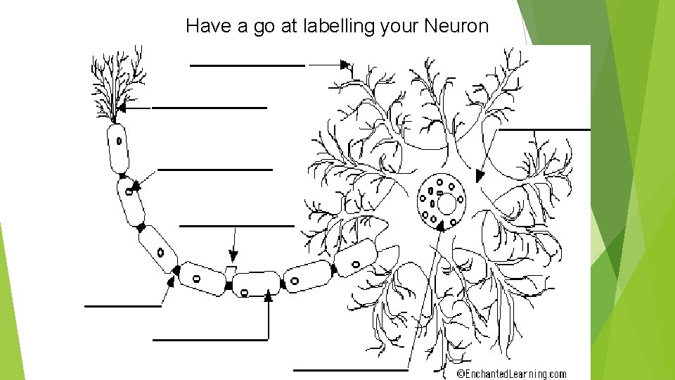 Have a go at labelling your Neuron 