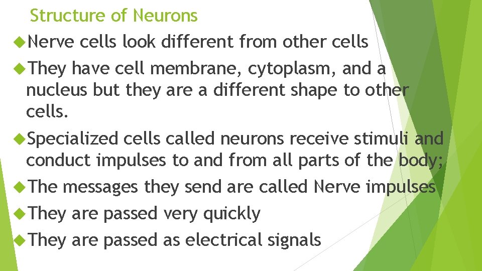 Structure of Neurons Nerve cells look different from other cells They have cell membrane,