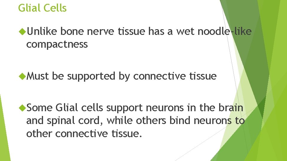 Glial Cells Unlike bone nerve tissue has a wet noodle-like compactness Must be supported
