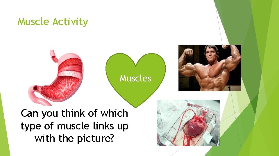 Muscle Activity Muscles Can you think of which type of muscle links up with