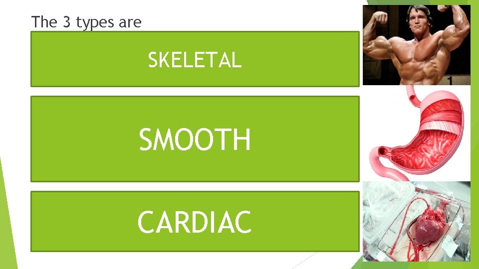 The 3 types are Skeletal- Skeletal muscle fibres are those which attach SKELETAL themselves