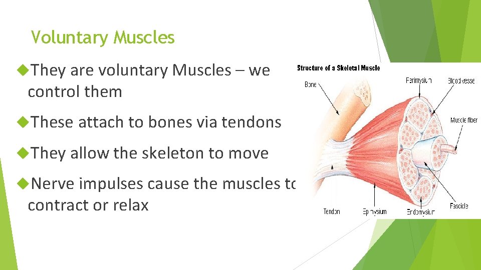 Voluntary Muscles They are voluntary Muscles – we control them These attach to bones