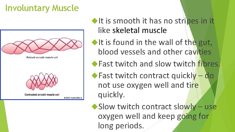 Involuntary Muscle It is smooth it has no stripes in it like skeletal muscle