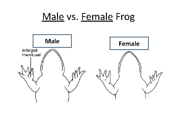 Male vs. Female Frog Male Female 