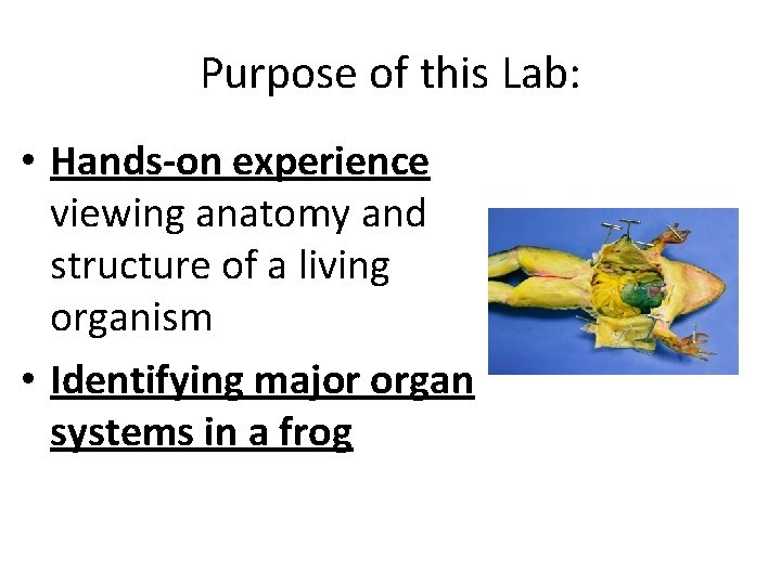 Purpose of this Lab: • Hands-on experience viewing anatomy and structure of a living