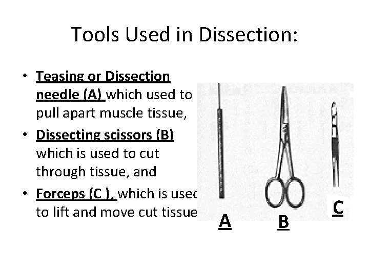 Tools Used in Dissection: • Teasing or Dissection needle (A) which used to pull