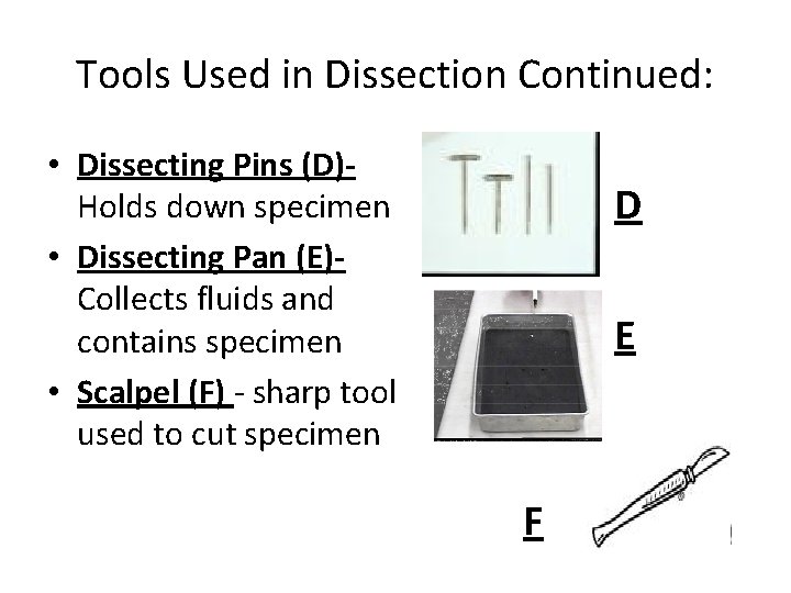 Tools Used in Dissection Continued: • Dissecting Pins (D)Holds down specimen • Dissecting Pan