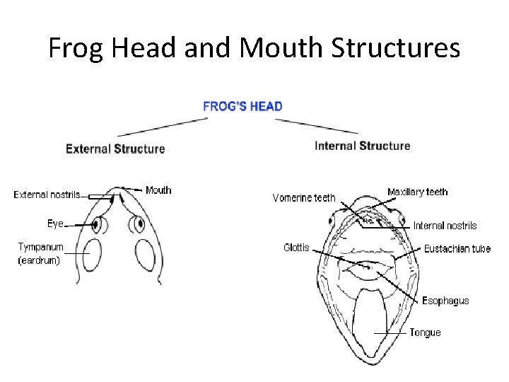 Frog Head and Mouth Structures 
