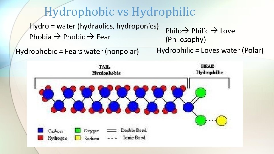 Hydrophobic vs Hydrophilic Hydro = water (hydraulics, hydroponics) Philo Philic Love Phobia Phobic Fear